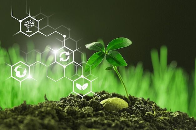 صادرات سبزیجات خشک